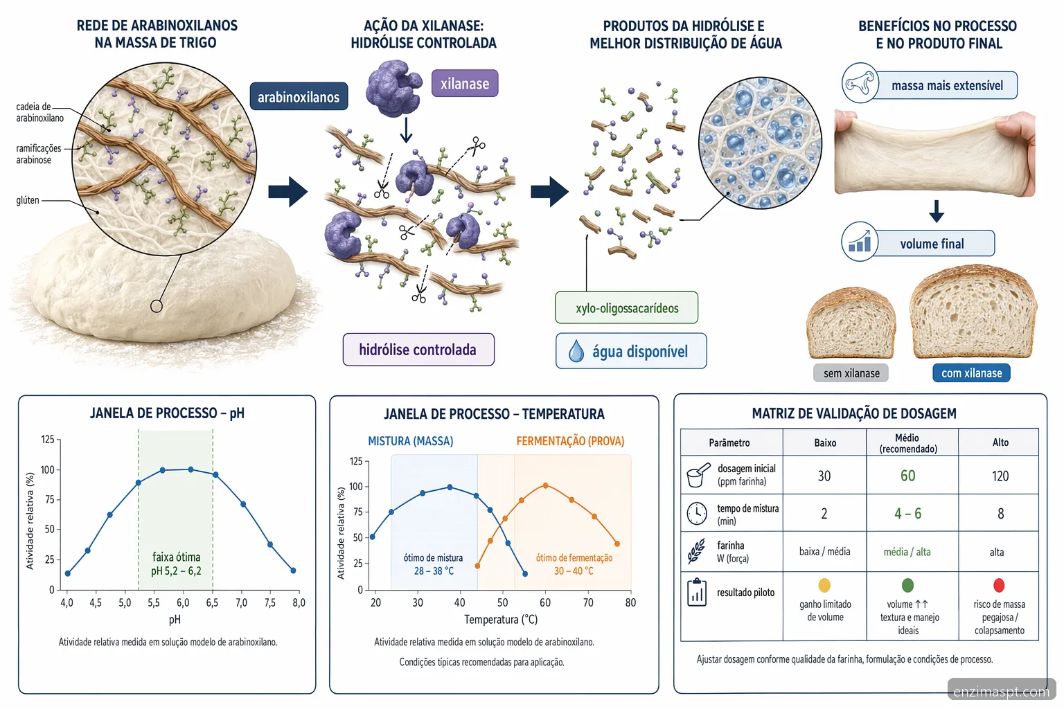 enzimas hepaticas elevadas e xilanase para panificação: esquema mostra pH, temperatura, arabinoxilanos e volume do pão